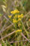 Pineland rayless goldenrod